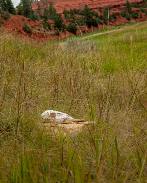在草地上划桨图片下载