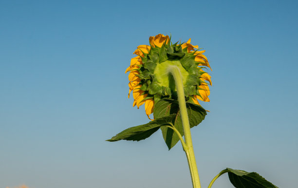 向日葵图片下载
