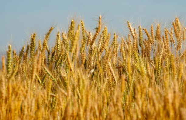 麦田图片下载