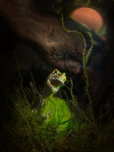 在森林深处图片下载