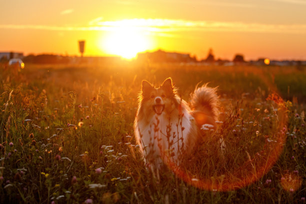 快乐的微笑貂设得兰牧羊犬在草地上的金色日落。图片下载