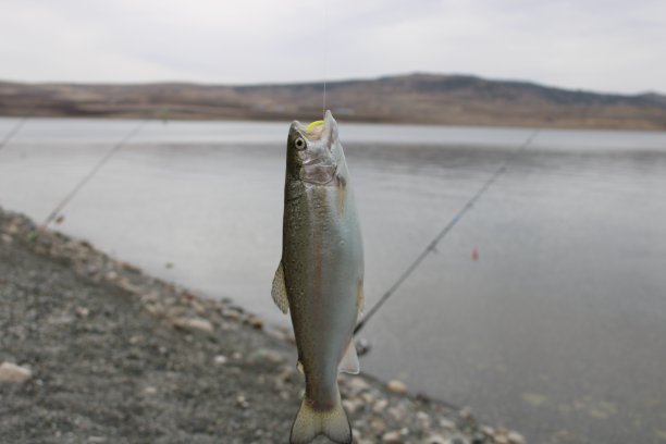 钩上的鳟鱼。钓鱼。在湖里钓鱼。图片下载