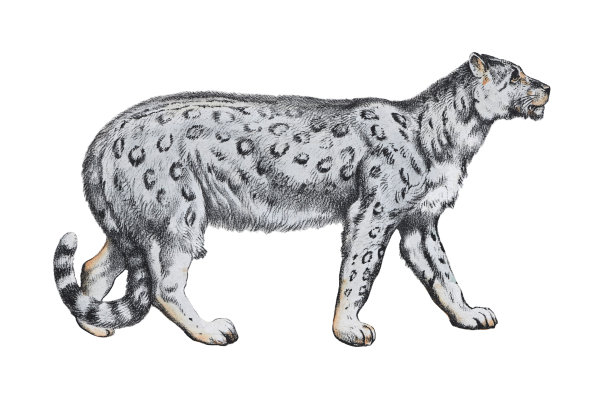 雪豹(Panthera uncia) -老式彩色插图孤立的白色背景图片下载