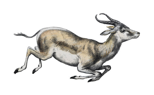 Springbok (Antidorcas有袋目)-白色背景上的老式彩色插图图片下载