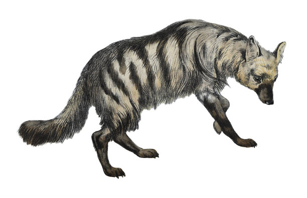 土狼，maanhaar-豺狼，吃白蚁的鬣狗或果子狸鬣狗(Proteles cristata) -白色背景上孤立的老式彩色插图图片下载