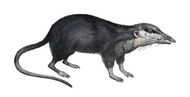 月鼠(棘齿龙)——白色背景上的老式彩色插图图片下载