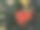 树叶间装饰的红心图片下载