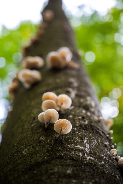树上的蘑菇图片下载