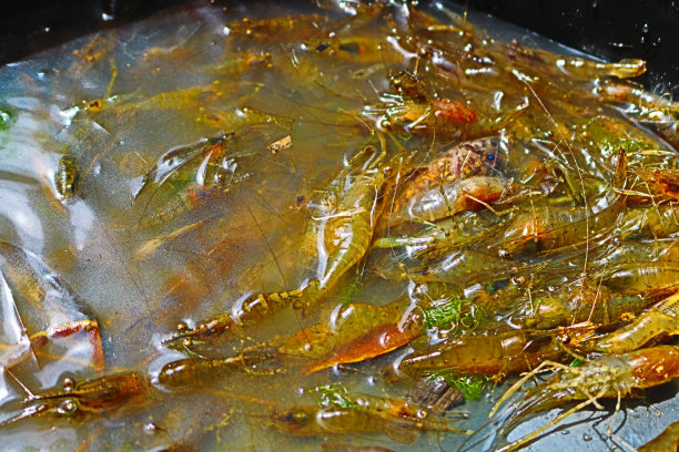 淡水虾图片下载