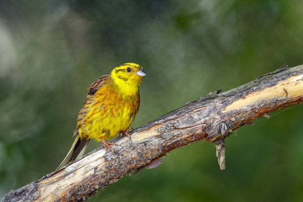 这张照片的构图和灯光在黑暗的背景下增强了美丽的黄色羽毛。图片下载