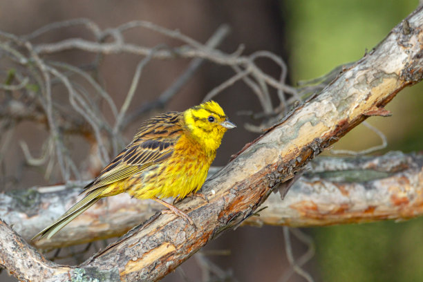 这张照片的构图和灯光在黑暗的背景下增强了美丽的黄色羽毛。图片下载