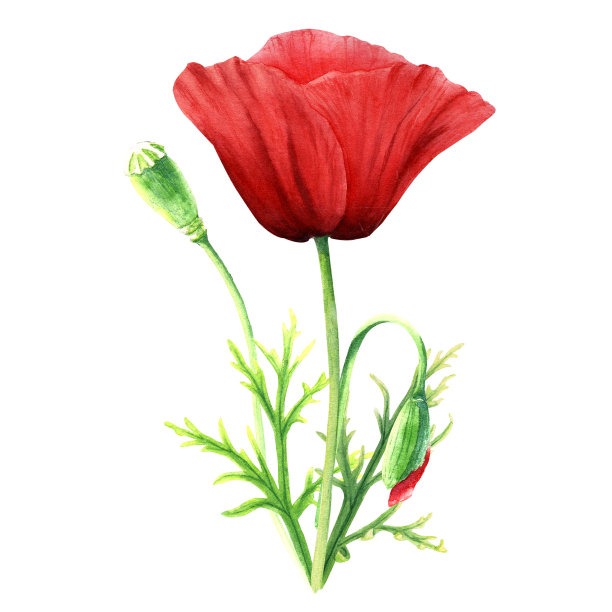 罂粟花水彩插图孤立在白色图片下载