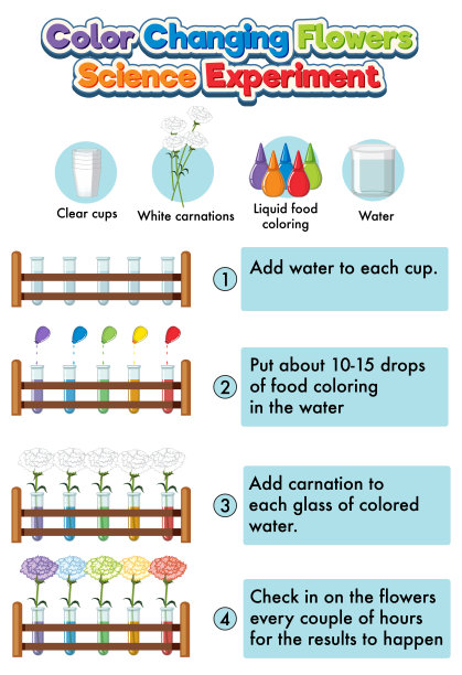 变色花科学实验图片下载