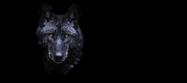 一个黑色背景的黑狼模板图片下载
