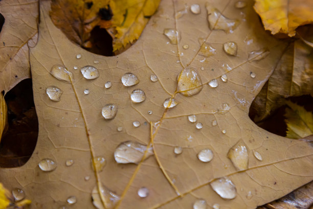 露珠落在黄色的橡树叶上。秋意的到来，季节变化的天气状况图片下载