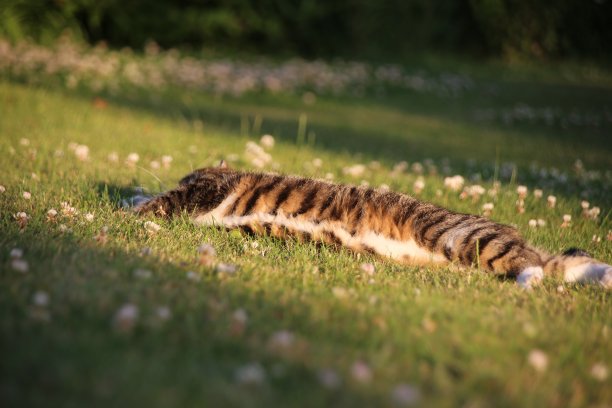 猫的放松图片下载