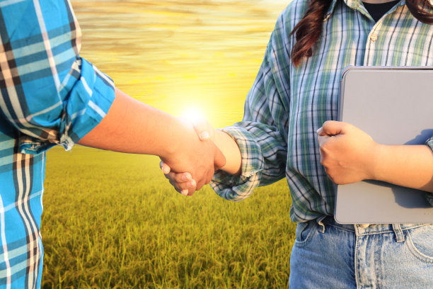 日落时分，一个农民在稻田的背景下握手。智能农业。农民种植水稻。农业经营的概念。图片下载