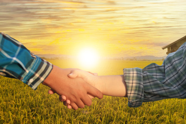 日落时分，一个农民在稻田的背景下握手。智能农业。农民种植水稻。农业经营的概念。图片下载