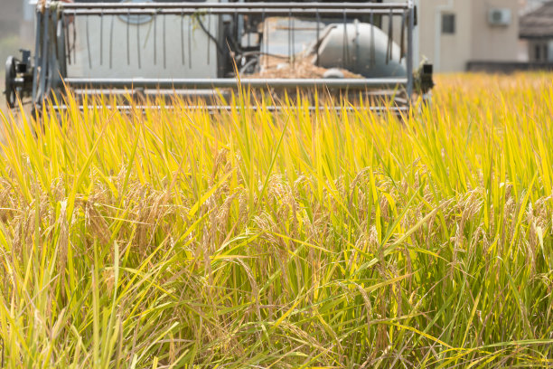 用收割机收割稻田图片下载