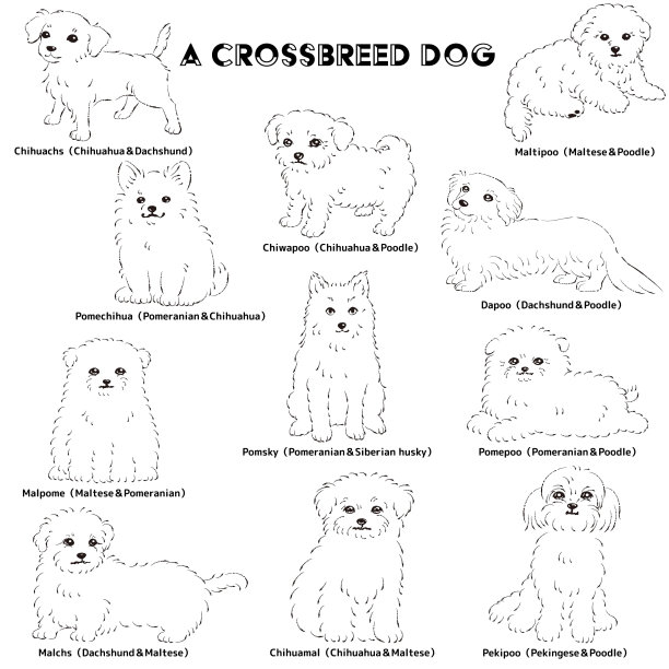 可爱流行的混合狗手绘线条矢量插图集图片下载