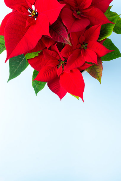 圣诞一品红花图片下载