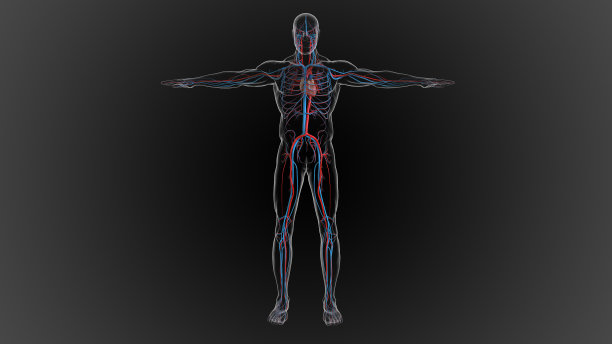 动脉携带含氧血液，静脉携带脱氧血液图片下载