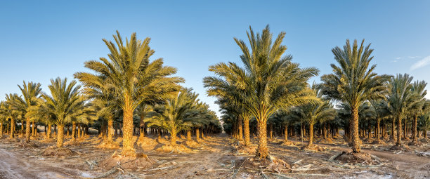 日落前的椰枣树种植园图片下载