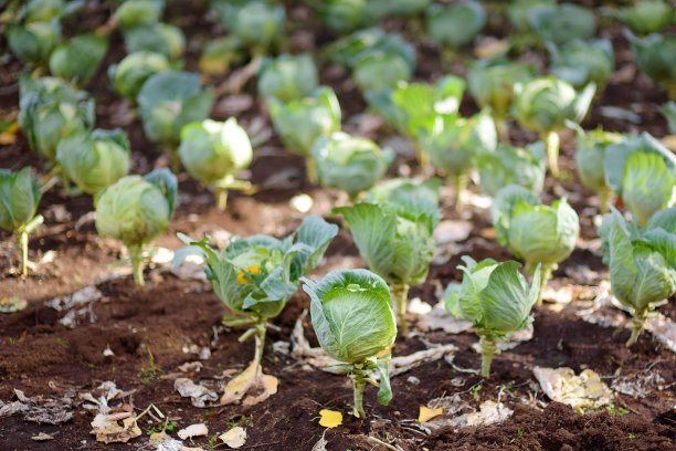 在村庄房子附近的菜园里种植卷心菜。本地业务。收割。图片下载
