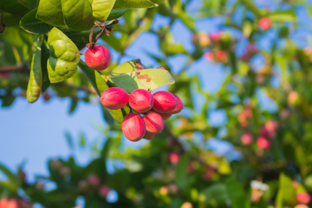 闭合孟加拉醋栗或基督刺，绿叶，树上的热带水果酸甜，略椭圆形，成熟时暗红色。图片下载