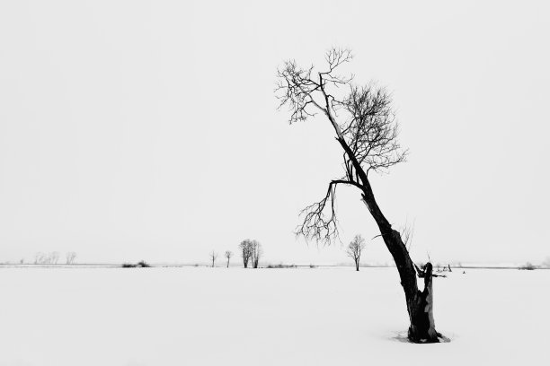风景——雪上的树，冬天的时候。黑白极简摄影，波兰欧洲图片下载
