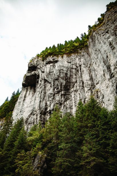 垂直拍摄的山附近美丽的森林图片下载
