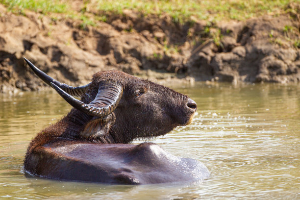 在斯里兰卡亚拉水坑中降温的雄性亚洲水牛图片下载