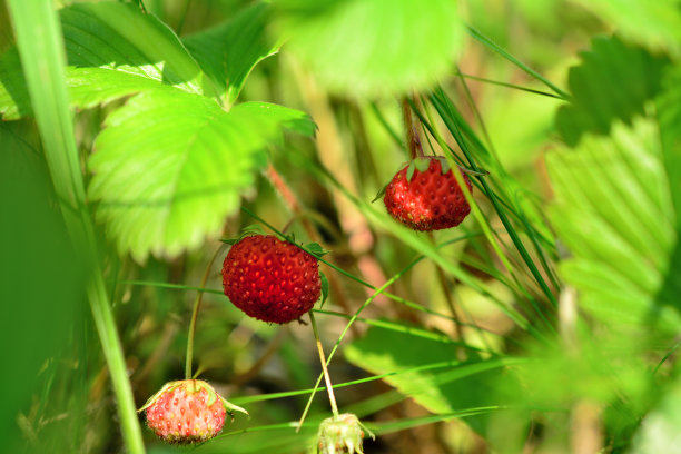 野生草莓与绿叶隔离与阳光，宏观图片下载