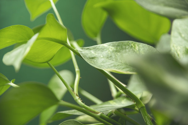 绿色植物图片下载