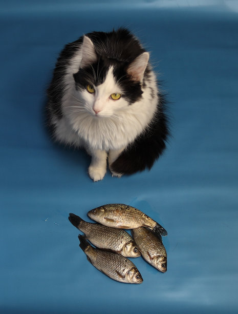 猫和鱼图片下载