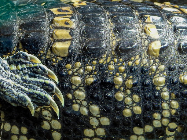 幼年美洲鳄鳞片的特写图片下载