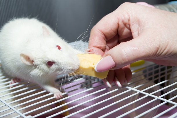 一只白家鼠正在吃他手里的一块奶酪。图片下载