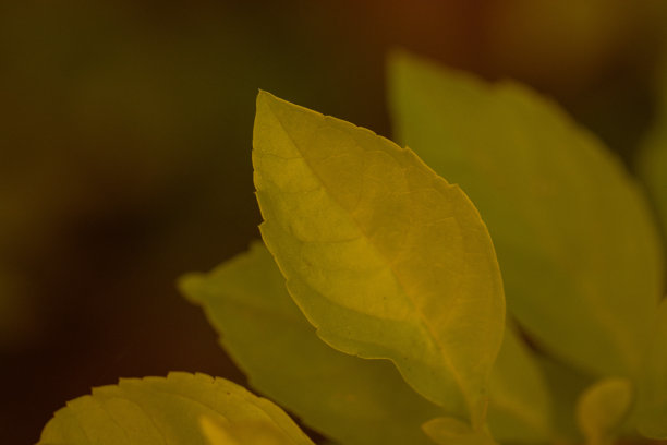 花和叶子图片下载