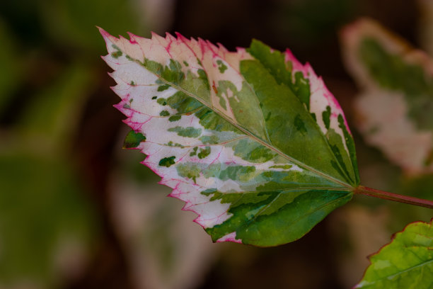 花和叶子图片下载