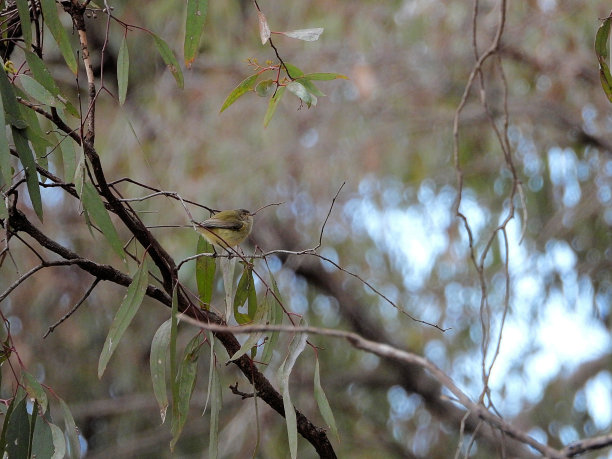 抽象或灌木中的鸟图片下载