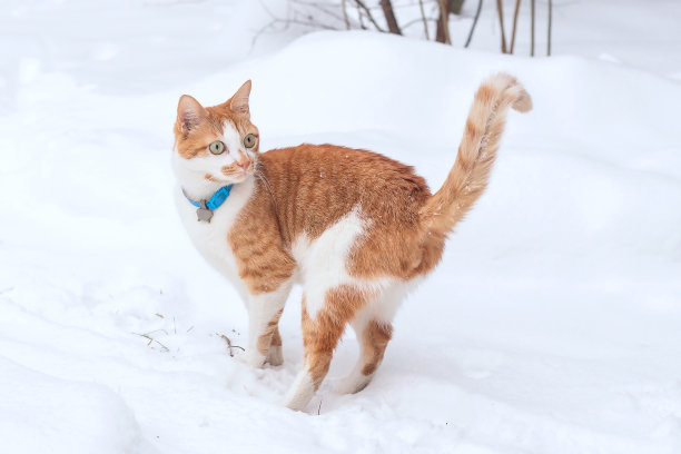 家里可爱的最爱的白红猫在冬天散步。图片下载