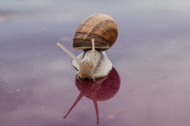 螺蛳，螺蛳科葡萄螺，孤立在紫色背景与反射。壳里的蜗牛。特写镜头图片下载