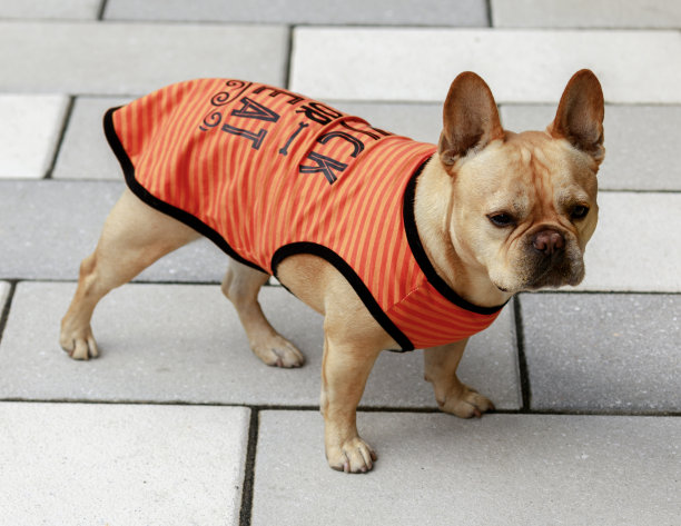 7岁的红棕色雄性法国斗牛犬万圣节装扮图片下载