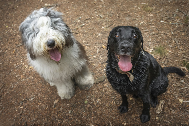 古代英国牧羊犬和黑色拉布拉多犬向上看着镜头图片下载