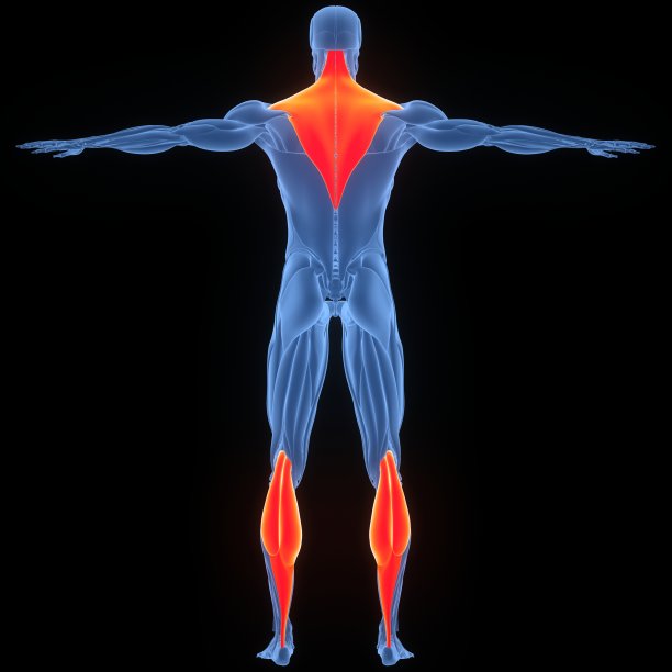 人体斜方肌和腓肠肌解剖图片下载