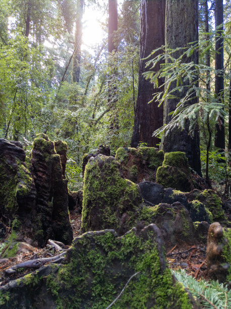 加利福尼亚海岸红杉树图片下载