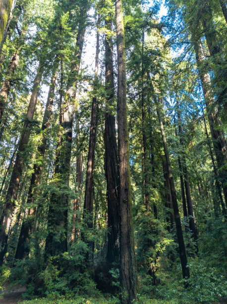 加利福尼亚海岸红杉树图片下载