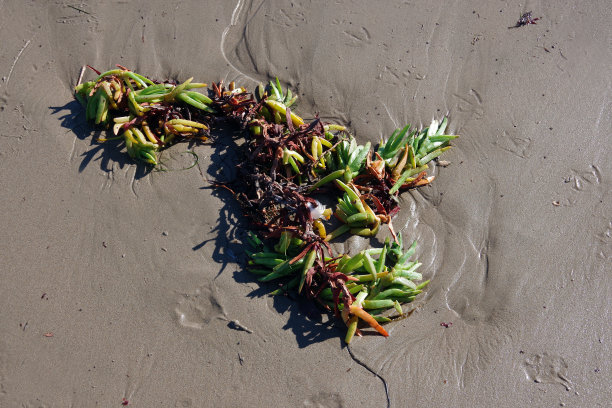 被冲上岸的植物图片下载