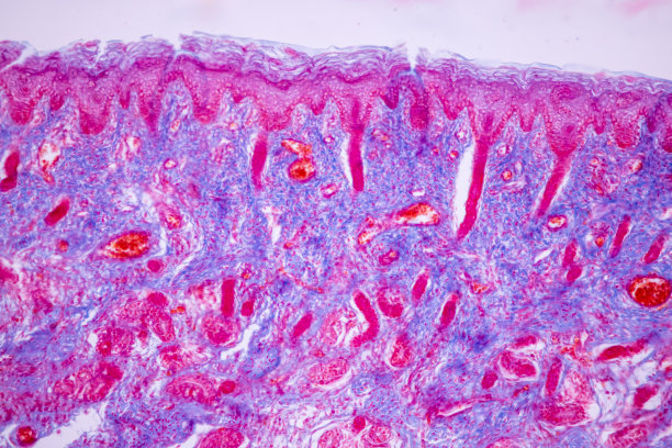 指甲发育，实验室显微镜下的人类胚胎图片下载