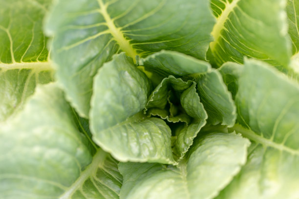 在实验室中研究植物结构的植物。图片下载